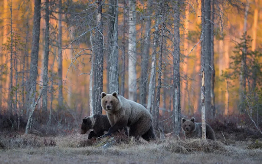 The Mighty Bear: A Symbol of Strength and Wilderness from Chrome web store to be run with OffiDocs Chromium online The Mighty Bear: A Symbol of Strength and Wilderness from Chrome web store to be run with OffiDocs Chromium online