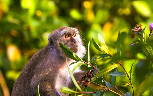 The monkey picks purple myrtle from Chrome web store to be run with OffiDocs Chromium online The monkey picks purple myrtle from Chrome web store to be run with OffiDocs Chromium online