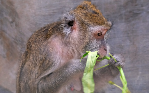 The monkey sits and eats vegetables from Chrome web store to be run with OffiDocs Chromium online The monkey sits and eats vegetables from Chrome web store to be run with OffiDocs Chromium online