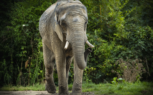 The old elephant from Chrome web store to be run with OffiDocs Chromium online The old elephant from Chrome web store to be run with OffiDocs Chromium online