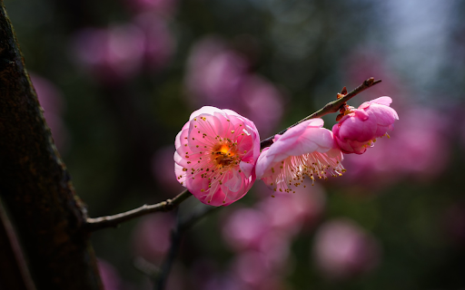 The peach branch is shy from Chrome web store to be run with OffiDocs Chromium online The peach branch is shy from Chrome web store to be run with OffiDocs Chromium online