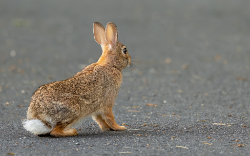 The Perky Eared Rabbit from Chrome web store to be run with OffiDocs Chromium online The Perky Eared Rabbit from Chrome web store to be run with OffiDocs Chromium online