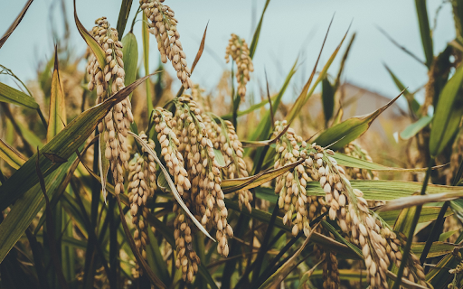 The rice flowers are round and heavy from Chrome web store to be run with OffiDocs Chromium online The rice flowers are round and heavy from Chrome web store to be run with OffiDocs Chromium online