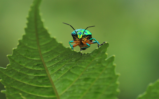 The shiny beetle from Chrome web store to be run with OffiDocs Chromium online The shiny beetle from Chrome web store to be run with OffiDocs Chromium online
