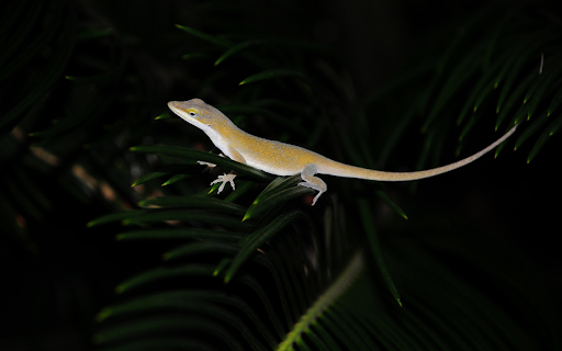 The shiny golden lizard from Chrome web store to be run with OffiDocs Chromium online The shiny golden lizard from Chrome web store to be run with OffiDocs Chromium online