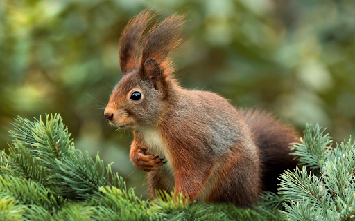 The squirrel is quick from Chrome web store to be run with OffiDocs Chromium online The squirrel is quick from Chrome web store to be run with OffiDocs Chromium online