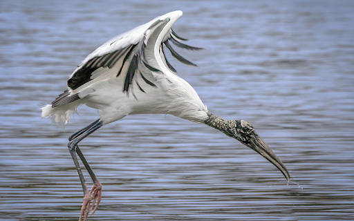 The stork flew over the river from Chrome web store to be run with OffiDocs Chromium online The stork flew over the river from Chrome web store to be run with OffiDocs Chromium online