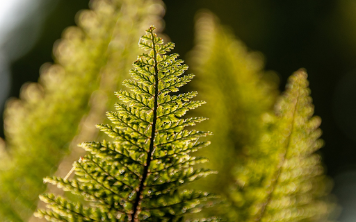 The top of the fern tree from Chrome web store to be run with OffiDocs Chromium online The top of the fern tree from Chrome web store to be run with OffiDocs Chromium online
