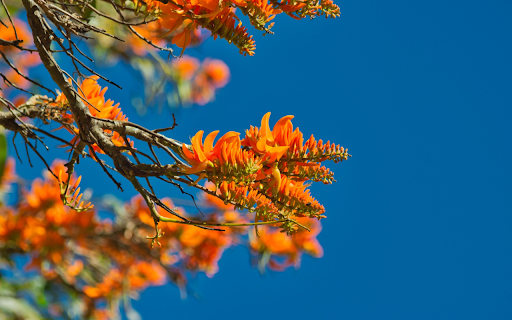 The tree blooms with orange flowers from Chrome web store to be run with OffiDocs Chromium online The tree blooms with orange flowers from Chrome web store to be run with OffiDocs Chromium online