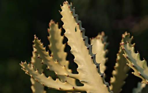 Thorny cactus branches from Chrome web store to be run with OffiDocs Chromium online Thorny cactus branches from Chrome web store to be run with OffiDocs Chromium online