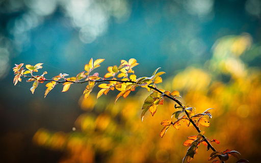 Thorny rose tree from Chrome web store to be run with OffiDocs Chromium online Thorny rose tree from Chrome web store to be run with OffiDocs Chromium online