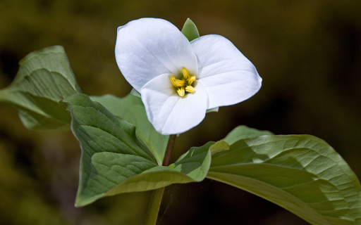 Three petal flower from Chrome web store to be run with OffiDocs Chromium online Three petal flower from Chrome web store to be run with OffiDocs Chromium online