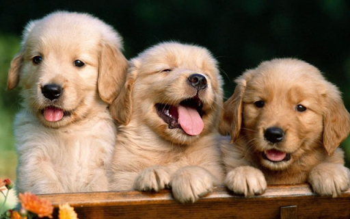 Three Puppies: A Trio of Cuteness and Joy from Chrome web store to be run with OffiDocs Chromium online Three Puppies: A Trio of Cuteness and Joy from Chrome web store to be run with OffiDocs Chromium online