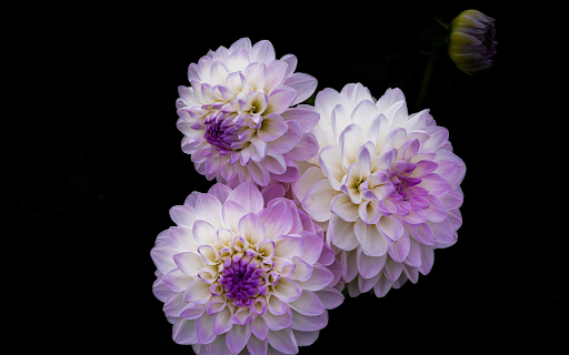 Three purple and white flowers from Chrome web store to be run with OffiDocs Chromium online Three purple and white flowers from Chrome web store to be run with OffiDocs Chromium online