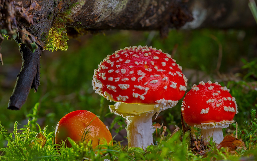 three red mushrooms from Chrome web store to be run with OffiDocs Chromium online three red mushrooms from Chrome web store to be run with OffiDocs Chromium online