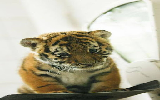 tiger cub wallpaper from Chrome web store to be run with OffiDocs Chromium online tiger cub wallpaper from Chrome web store to be run with OffiDocs Chromium online