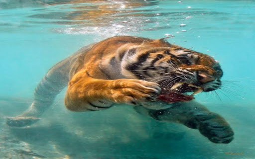 tiger diving underwater wallpaper from Chrome web store to be run with OffiDocs Chromium online tiger diving underwater wallpaper from Chrome web store to be run with OffiDocs Chromium online