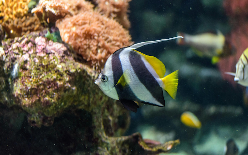 Tropical Fish on Coral Reef from Chrome web store to be run with OffiDocs Chromium online Tropical Fish on Coral Reef from Chrome web store to be run with OffiDocs Chromium online