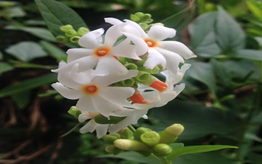 Tuberose Wallpaper from Chrome web store to be run with OffiDocs Chromium online Tuberose Wallpaper from Chrome web store to be run with OffiDocs Chromium online