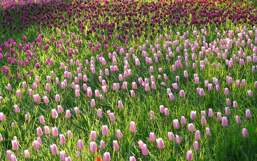 Tulip fields from Chrome web store to be run with OffiDocs Chromium online Tulip fields from Chrome web store to be run with OffiDocs Chromium online