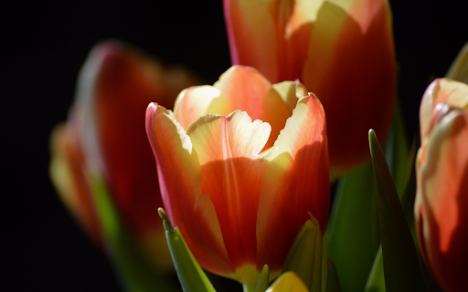 Tulips in the sun from Chrome web store to be run with OffiDocs Chromium online Tulips in the sun from Chrome web store to be run with OffiDocs Chromium online