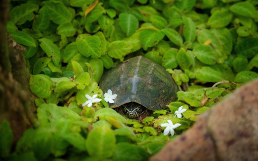 Turtle in the grove from Chrome web store to be run with OffiDocs Chromium online Turtle in the grove from Chrome web store to be run with OffiDocs Chromium online