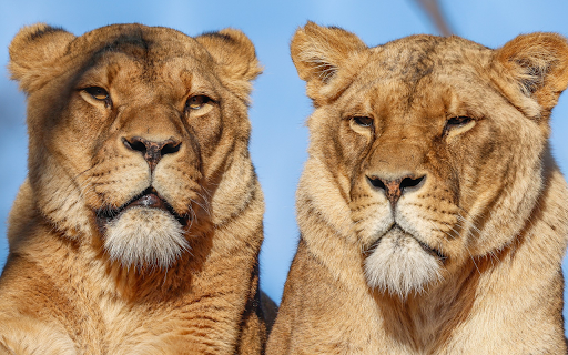 Two big lions from Chrome web store to be run with OffiDocs Chromium online Two big lions from Chrome web store to be run with OffiDocs Chromium online