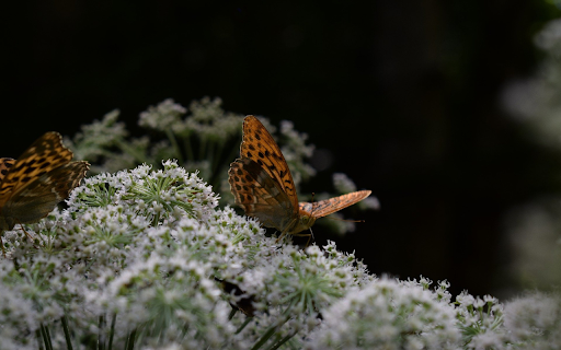 Two brown butterflies from Chrome web store to be run with OffiDocs Chromium online Two brown butterflies from Chrome web store to be run with OffiDocs Chromium online