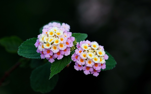 Two bunches of flowers from Chrome web store to be run with OffiDocs Chromium online Two bunches of flowers from Chrome web store to be run with OffiDocs Chromium online