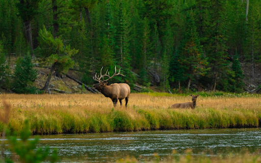 Two deer from Chrome web store to be run with OffiDocs Chromium online Two deer from Chrome web store to be run with OffiDocs Chromium online