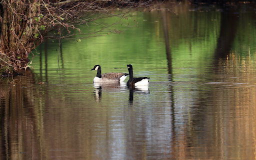 Two ducks from Chrome web store to be run with OffiDocs Chromium online Two ducks from Chrome web store to be run with OffiDocs Chromium online