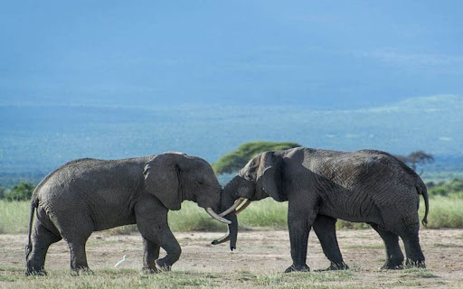two elephants wallpaper from Chrome web store to be run with OffiDocs Chromium online two elephants wallpaper from Chrome web store to be run with OffiDocs Chromium online