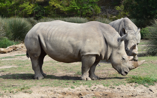 Two Giant Rhinos from Chrome web store to be run with OffiDocs Chromium online Two Giant Rhinos from Chrome web store to be run with OffiDocs Chromium online