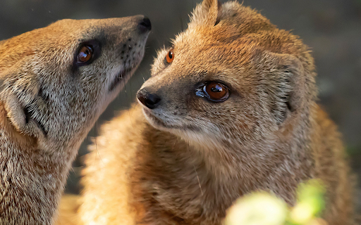 Two gray civets from Chrome web store to be run with OffiDocs Chromium online Two gray civets from Chrome web store to be run with OffiDocs Chromium online
