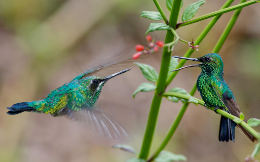 Two hummingbirds from Chrome web store to be run with OffiDocs Chromium online Two hummingbirds from Chrome web store to be run with OffiDocs Chromium online