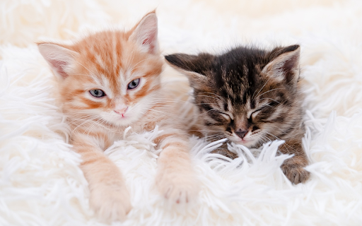 Two Kittens from Chrome web store to be run with OffiDocs Chromium online Two Kittens from Chrome web store to be run with OffiDocs Chromium online