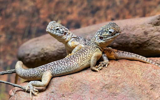 Two Lizards on a Rock from Chrome web store to be run with OffiDocs Chromium online Two Lizards on a Rock from Chrome web store to be run with OffiDocs Chromium online
