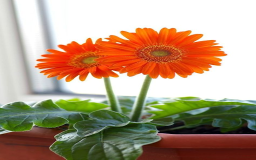 Two Orange Gerbera Flowers Wallpaper from Chrome web store to be run with OffiDocs Chromium online Two Orange Gerbera Flowers Wallpaper from Chrome web store to be run with OffiDocs Chromium online