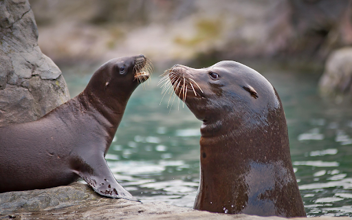 Two sea lions from Chrome web store to be run with OffiDocs Chromium online Two sea lions from Chrome web store to be run with OffiDocs Chromium online