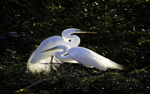 Two storks in the forest Wallpaper from Chrome web store to be run with OffiDocs Chromium online Two storks in the forest Wallpaper from Chrome web store to be run with OffiDocs Chromium online