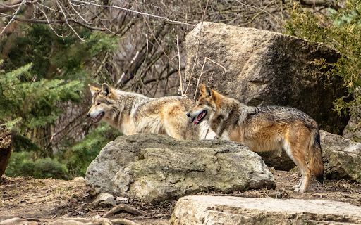 Two Wolves by the Rock from Chrome web store to be run with OffiDocs Chromium online Two Wolves by the Rock from Chrome web store to be run with OffiDocs Chromium online