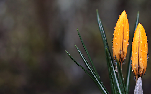 Two yellow flowers from Chrome web store to be run with OffiDocs Chromium online Two yellow flowers from Chrome web store to be run with OffiDocs Chromium online