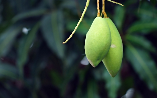 Two young green mangoes from Chrome web store to be run with OffiDocs Chromium online Two young green mangoes from Chrome web store to be run with OffiDocs Chromium online