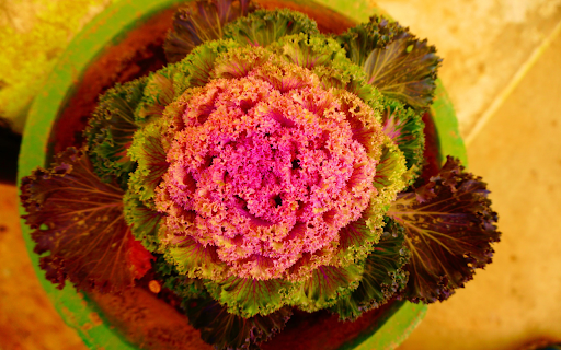 Vegetable flowers from Chrome web store to be run with OffiDocs Chromium online Vegetable flowers from Chrome web store to be run with OffiDocs Chromium online