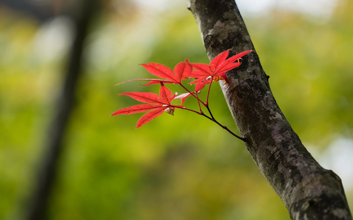 Vibrant Red Autumn Leaves from Chrome web store to be run with OffiDocs Chromium online Vibrant Red Autumn Leaves from Chrome web store to be run with OffiDocs Chromium online