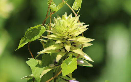 Vines roll flowers from Chrome web store to be run with OffiDocs Chromium online Vines roll flowers from Chrome web store to be run with OffiDocs Chromium online