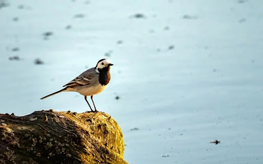 WAGTAIL Theme from Chrome web store to be run with OffiDocs Chromium online WAGTAIL Theme from Chrome web store to be run with OffiDocs Chromium online