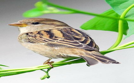 Wallpaper of a sparrow sitting on a tree branch from Chrome web store to be run with OffiDocs Chromium online Wallpaper of a sparrow sitting on a tree branch from Chrome web store to be run with OffiDocs Chromium online