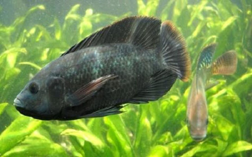 wallpaper two fish swimming in water from Chrome web store to be run with OffiDocs Chromium online wallpaper two fish swimming in water from Chrome web store to be run with OffiDocs Chromium online