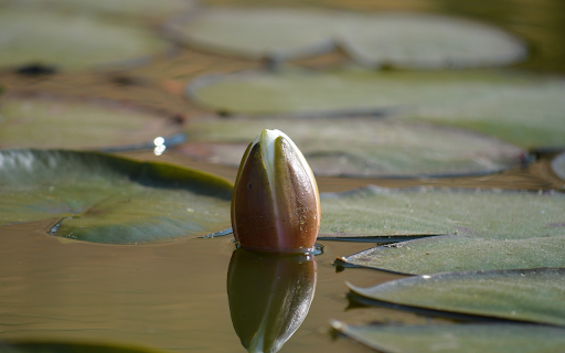 Water Buds from Chrome web store to be run with OffiDocs Chromium online Water Buds from Chrome web store to be run with OffiDocs Chromium online